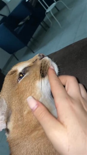 His cheeks (？) are so cute 😂😸 ... | Violet Flash