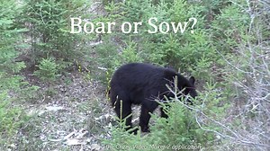 32K views · 490 reactions | This taste of BMTV Tuesday is one of our favorite clips from season 4 BTW Boar or Sow? #BearMagnetTV #BadBearProductions #TasteOfTuesday #Season4 #TippmanOutfitters #GetOutdoors #BowHunter #HuntBlackBears | BearMagnet TV | Facebook