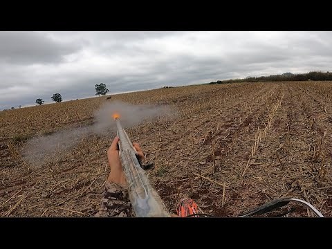 caçada de javali , não aguento a pressão dos cachorros teve q sai no limpo , cal 12 Clotilde!!