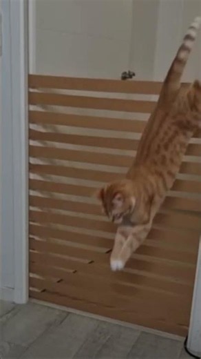 How High Can This Cat Jump?! 😳🐱