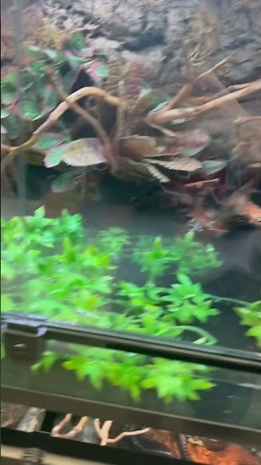 Caiman Lizards Enclosure