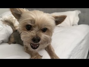 Cute and Angry Yorkie Growling and Barking. Running For My Life...