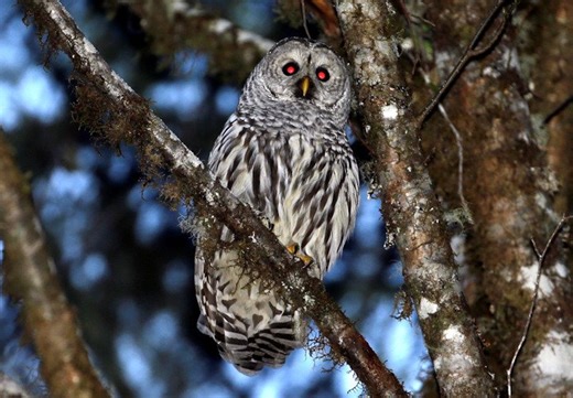 To save spotted owls, US officials plan to kill hundreds of thousands of another owl species
