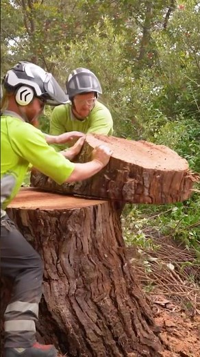 How to finish up a eucalyptus removal with skilled arborist in Australia.