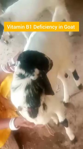 Vitamin B1 Deficiency in Goat #vetguruji #Veterinary | Vet Guruji