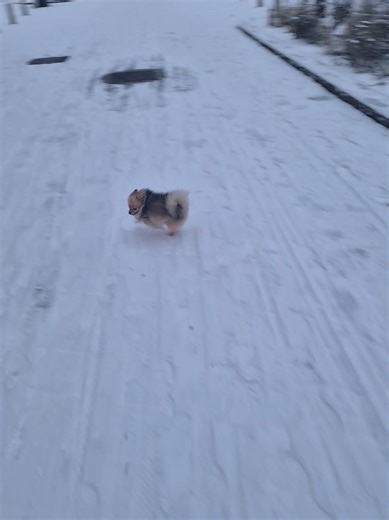 Funny Pomeranian Moments That Will Make You Laugh