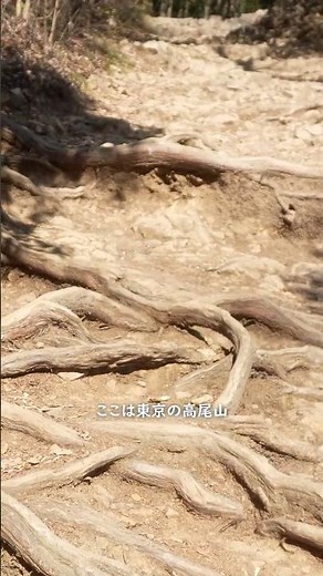 世界一の高尾山で癒しハイキング (14)🌿また来ましょう！