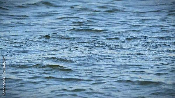 Gentle ripples on a lake's surface, formed by wind. 4K 4:2:2 10-bit footage capturing serene water movement, perfect for nature scenes, relaxation visuals, and peaceful backgrounds.