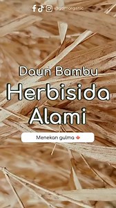 111K views · 1.4K reactions | Ini dia Manfaat daun bambu untuk tanaman nib sobat farm.. #herbisidaalami #daunbambu | Petani dan peternak sukses | Facebook