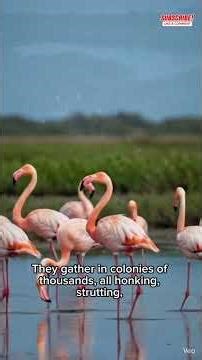 Flamingos: Nature’s Pink Drama Queens #wildlife #documentary #animals #shorts