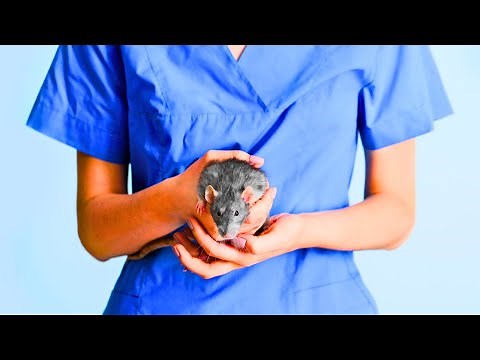 Simple Tips to Maximize Your Rat's Lifespan