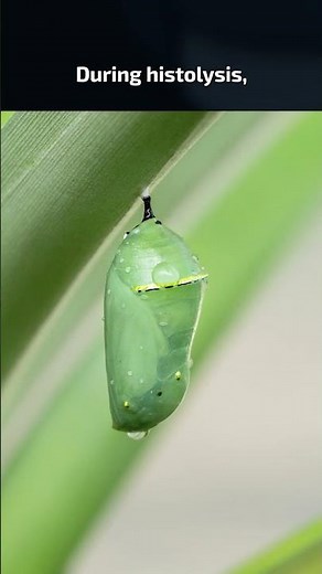 Caterpillar Metamorphosis is Incredible