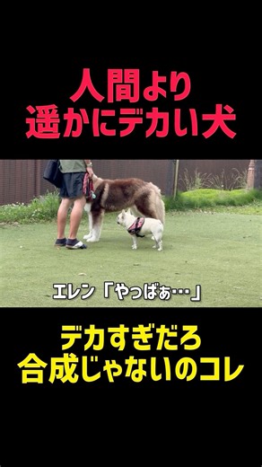 世界最大級の超大型犬に腰を抜かす#超大型犬 #大型犬 #犬 #フレンチブルドッグ #フレブル #子犬 #犬好き #ドッグラン #癒し