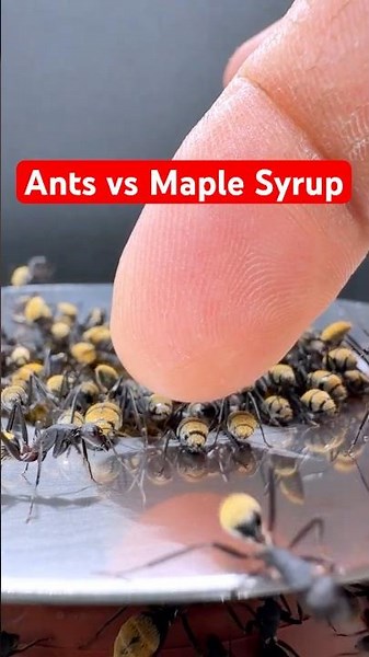 My Ants vs Maple Syrup