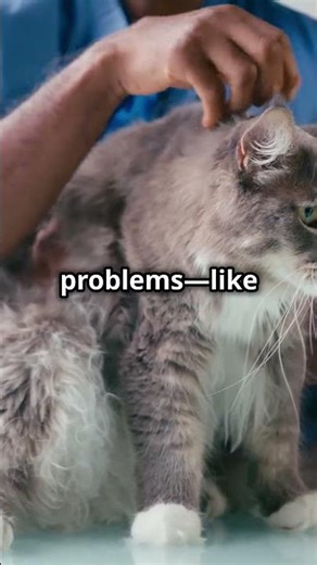 Do Cats Have an Appendix? Feline Anatomy Explained! #shorts