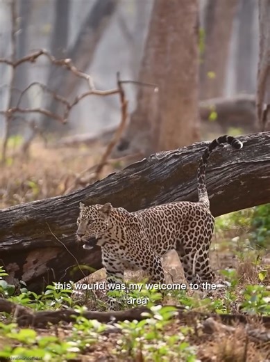 Black Panther's Wild Charge: Nature's Fierce Welcome