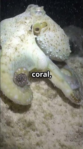 The Invisible Predator | Octopus Camouflage Secrets Revealed