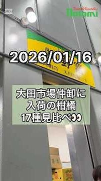 【柑橘17種】旬がわかる！大田市場に入荷した柑橘の見比べ