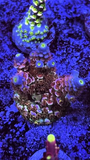 103 reactions | Healthy Tenuis frag, exploding with growth as we like to see it before going out ✈️ Go to Leonardosreef.com >>> | Leonardo's Reef Laboratories | Facebook