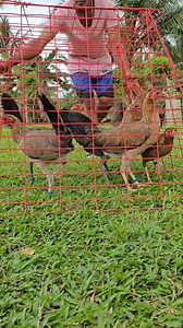 To Our new Client .. Thank You sir 🙏 ✅️ 2 John Bishop Machine Kelso Pullets .. ✅️ 2 All in sa Allen Pullets .. ✅️ 2 Gilmore Hatch Pullets .. ✅️ Reserve 2 Additional Bruce Barnett Pullets 👌 | Jegz Sweater Line