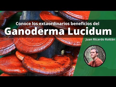 ¿Qué es el Ganoderma Lucidum (Reishi) y qué beneficios aporta a la salud? - Juan Ricardo Roldán