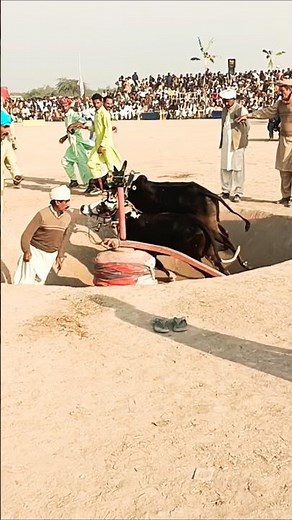 ماشاء اللہ بیلوں کی خوبصورت دوڑ#shorts #viral2025