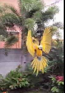 Mundo de LOROS Guacamayas México | Mundo de loros