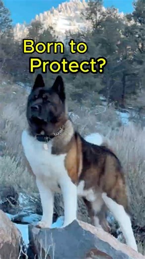 The Fearless Akita 🐕🔥