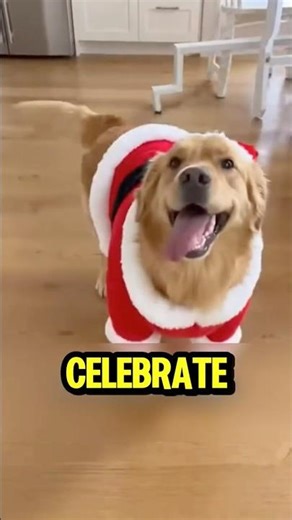 Cute Santa Dog #shorts