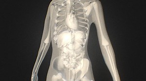 Xray Abdomen - Human body in 3d - 3D model by Anatomy by Doctor Jana (@docjana)