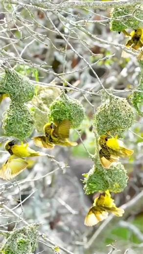 74K views · 1.7K reactions | Amazing nest 諸 | these little birds are engineers | | how they build the house | #birdvideos #birdphoto #birdphotography #birdofprey #birdlovers #birdwatching #birdofparadise #birdphotography #birdsofinstagram #littlebird #soundhealing | Birds lover | Facebook