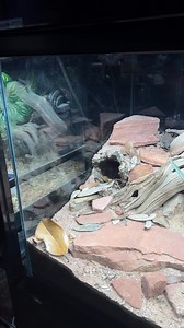 Reptile Shop Tucson, AZ. #everevolvingexotics #reptileshop #tucson #arizona #reptiles #geckos #snakes #lizards #frogs #bioactive #livingvivarium | Ever Evolving Exotics