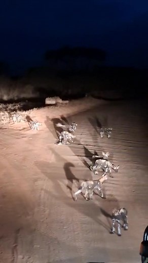 Kenya Wildlife Service on Reels