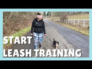 How to leash train your puppy?
