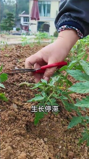 The methods of planting vegetables diagonally and horizontally.#Vegetable cultivation#Vege
