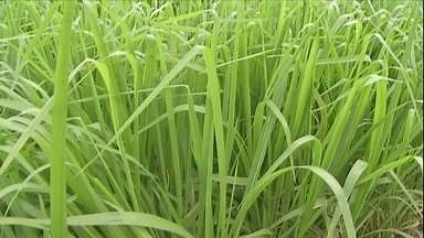 Novo capim é lançado em Mato Grosso do Sul