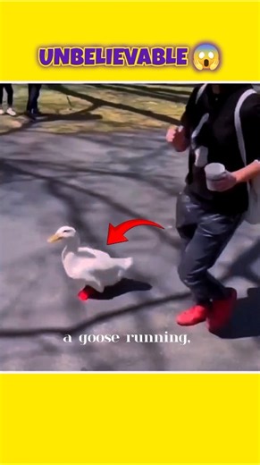 This Goose Became a City Hero! 🏅 #shorts #youtubeshorts