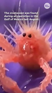 NOAA Fisheries posted a video of the "cutest, spikiest, tiniest crab in the world" that hitched a ride up on their boat. | GoErie.com | Erie Times-News