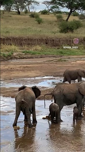 Wild African Elephants POOPING In Waterhole💩 #elephant #animals #africa #shorts #cute #nature #love