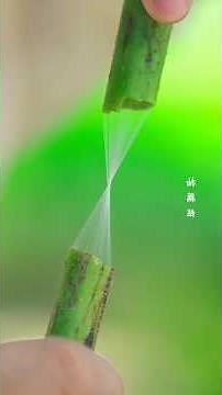 A Touch of Vermilion: The Spirit of China in Longquan Seal Ink