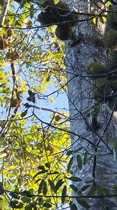 I, Farm Boy! Wild Tropical Tree Durian Gains Huge World Market The King of Tropical Fruits, Durian, has undergone massive genetic transformation from its days as a wild jungle tree to a commercially grown fruit tree with a vast market potential. Durian (sn: Durio zibethinus L.) is native to Southeast Asian countries, especially in the island of Borneo. In the Philippines, the island of Palawan had a wild Durian species, Durio graveolens, which was later propagated in Mindanao, especially in Cali