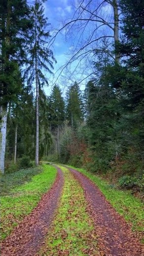 Magical Autumn Path 🍂 Peaceful Forest Walk #shorts