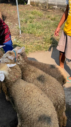 Paket breeding | Wangine Wedhus