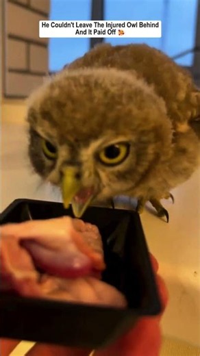 A Chance Encounter With An Injured Owl Changed Everything