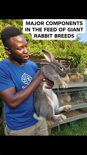 MAJOR COMPONENTS IN THE FEED OF GIANT RABBIT BREEDS 🐇🥕 Giant rabbit breeds (like Flemish Giant, Continental Giant, and Giant Chinchilla) grow fast and eat more, so their feed must be balanced, rich, and safe. Here are the core components they need daily: --- 1. HAY (THE FOUNDATION – 60–70%) This is the most important part of their diet. Timothy hay Orchard grass hay Bermuda hay Oat hay (in moderation) Why it matters: Keeps digestion healthy Prevents bloating and gut stasis Wears down teeth nat