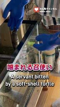 噛まれる召使い A servant bitten by a soft-shell turtle #turtle #みんなの亀チャンネル #turtlewatching #亀癒し動画#スッポン