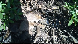 🦝 These little daredevils aren’t breaking into liquor stores or napping in restrooms! They are natural climbers and problem solvers, able to rotate their back feet almost 180 degrees to activate their climbing abilities in the wild! Their curiosity, agility and sense of adventure remind us of our own young explorers! If your young kids have this level of unstoppable energy, our Cub Crawl event, taking place on Jan. 10, at T. Mabry Carlton, Jr. Memorial Reserve, is the perfect place to channel i