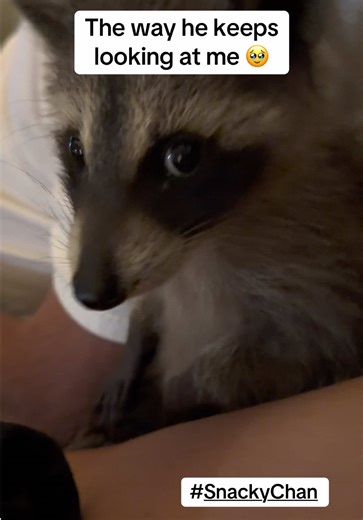 Safe between mom and dad🥰🥹 #SnackyChan #BabyRaccoon #RaccoonTok #SweetMoments #CuteAnimals