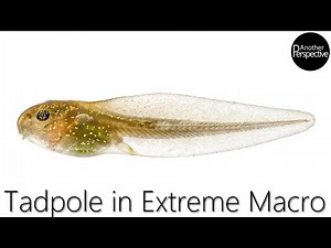 Tadpole in Extreme Macro (100:1 Magnification)