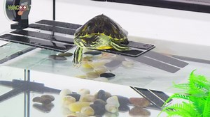 WACOOL Acrylic Large Turtle Dock with Ramp & Diving Platform, Deluxe Turtle Platform Ramp for Turtle Resting Climbing Diving with Suction Cup (16.9" x 11.2" x 5.9")